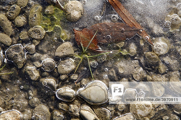 Eis auf Steinen mit Blättern