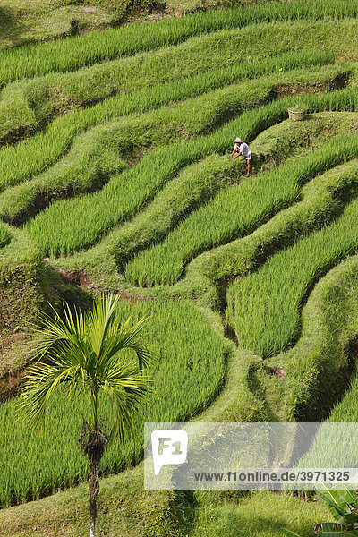 Reisfelder bei Tegal Lalang  Bali  Republik Indonesien  Südostasien