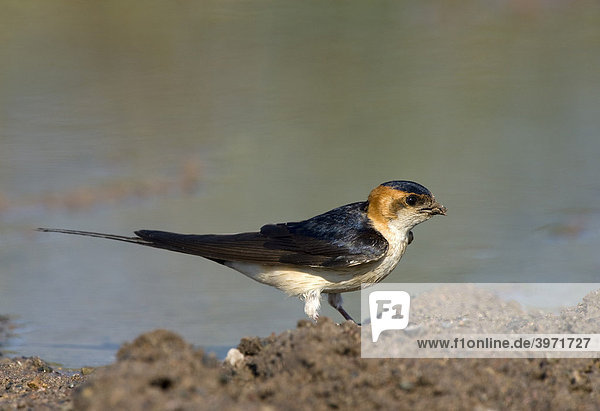 Red-rumped swallow (Hirundo daurica)