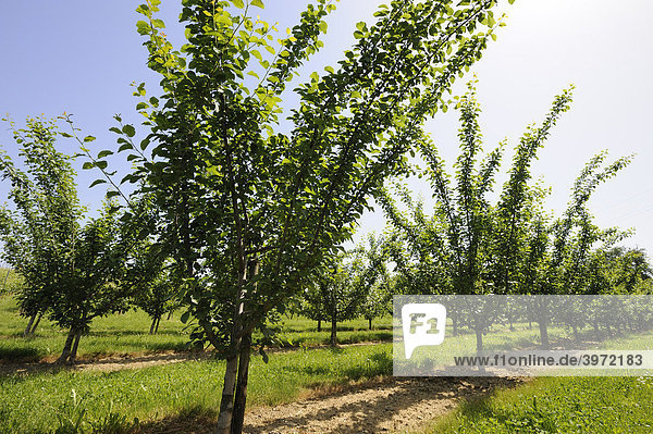 Apfelbäume  Obstanbau bei Hagnau am Bodensee  Baden-Württemberg  Deutschland  Europa