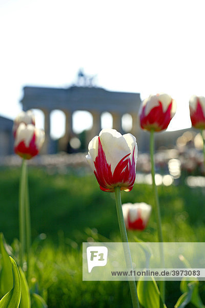 Tulpen (Tulipa) am Brandenburger Tor in Berlin  Deutschland