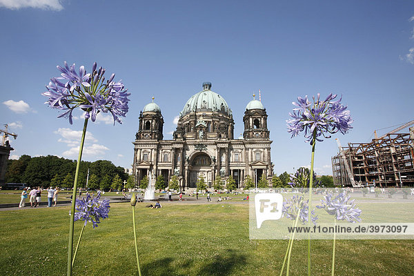 Blumen am Berliner Dom  Berlin  Deutschland