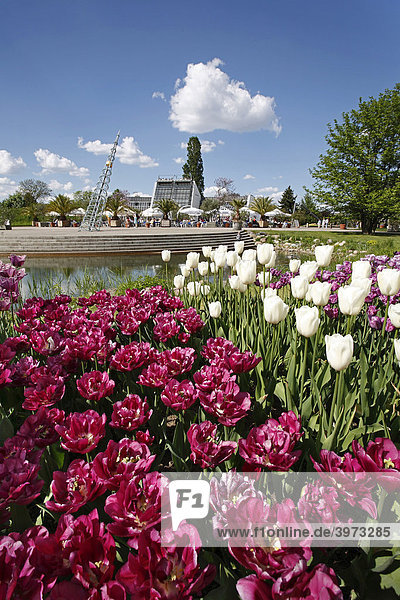 Tulipan, Tulpenblüte am Kalenderplatz im Britzer Garten in Berlin
