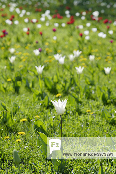 Weiße Tulpen (Tulipa)