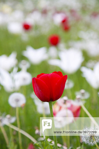 Rote Tulpe (Tulipa) und weiße Blumen