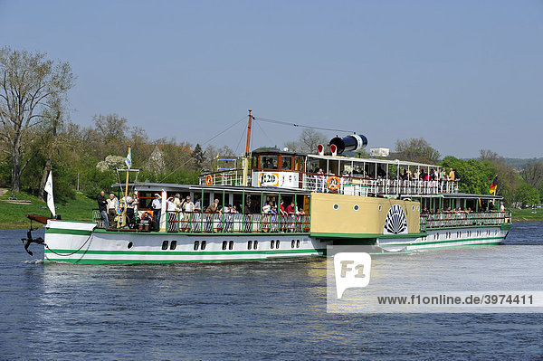 Paddle steamboat PILLNITZ of the Saxon steamboat fleet on the Elbe river near Dresden  Saxony  Germany  Europe