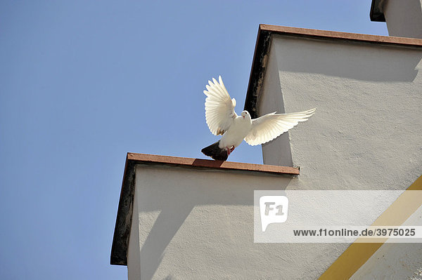 Weiße Taube  Patrizierhaus  Biberach an der Riß  Baden-Württemberg  Deutschland  Europa