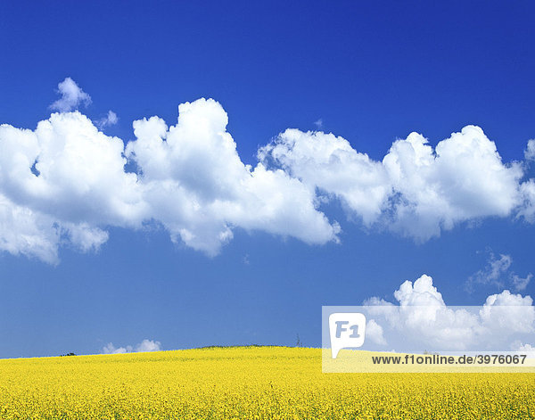 Blossoming rape field  cumulus clouds and blue sky