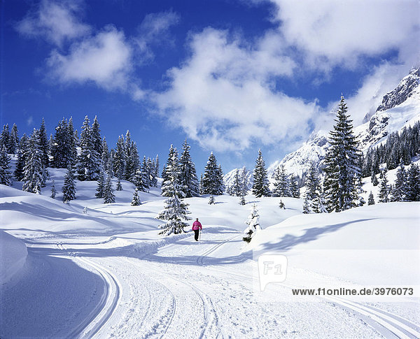 Fir trees  forest  snow-covered winter landscape  fresh snow  cross-country skiing trail  Salzburger Land  Austria