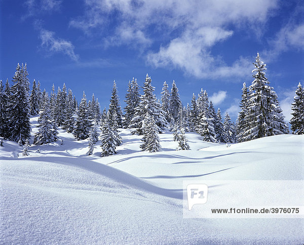 Tannen  Wald  verschneite Winterlandschaft  Neuschnee