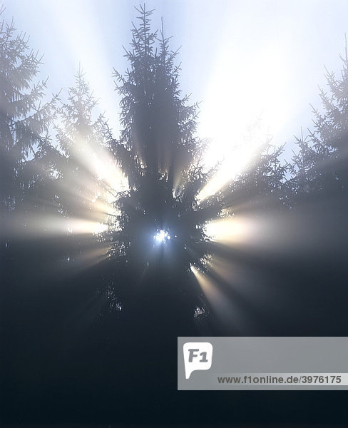 Sunrays breaking through morning mist  backlit spruce