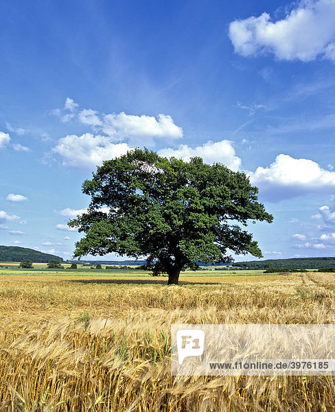 Eiche (Quercus) in einem Gerstenfeld  Sommer  Nord-Hessen  Deutschland  Europa