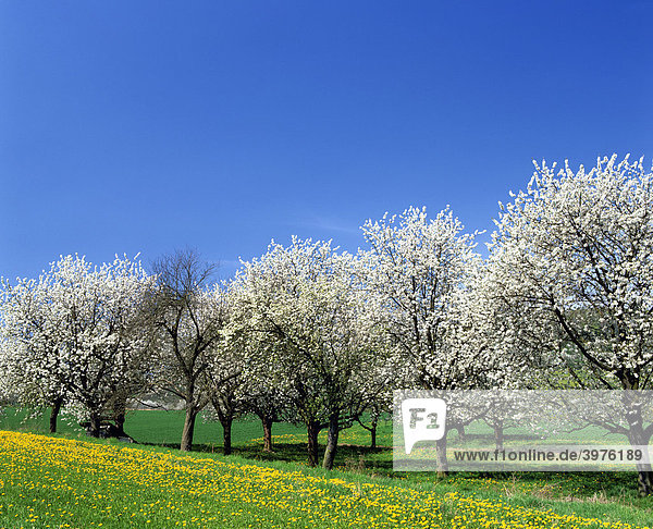 Blühende Kirschbäume  Kirsche (Cerasus)  Frühling  Blumenwiese  Deutschland  Europa