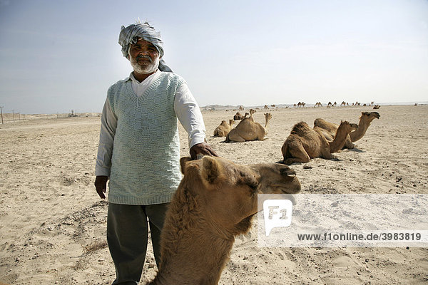 Cameleer in the desert near Awali  Kingdom of Bahrain  Persian Gulf