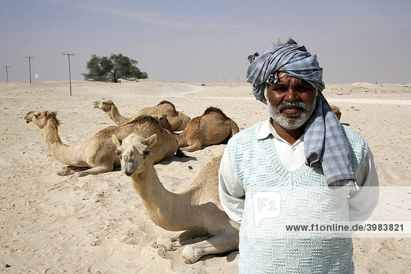 Cameleer in the desert near Awali  Kingdom of Bahrain  Persian Gulf