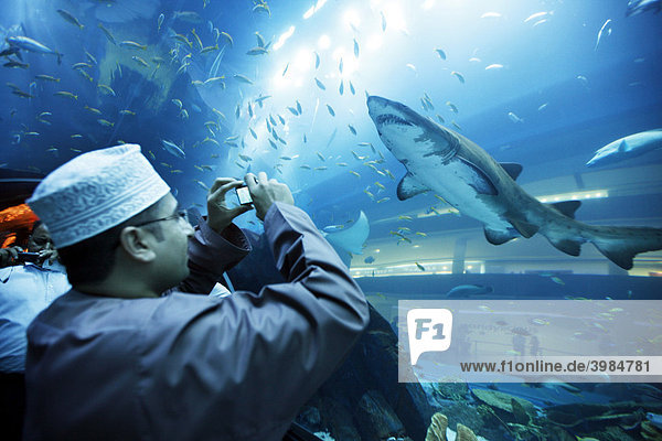 Besucher fotografiert im Dubai Aquarium und Unterwasser Zoo  in der Dubai Mall  Dubai  Vereinigte Arabische Emirate  Naher Osten