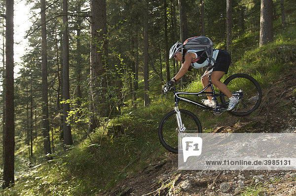 Female mountainbike rider riding along a root trail in a forest near Garmisch  Upper Bavaria  Bavaria  Germany  Europe