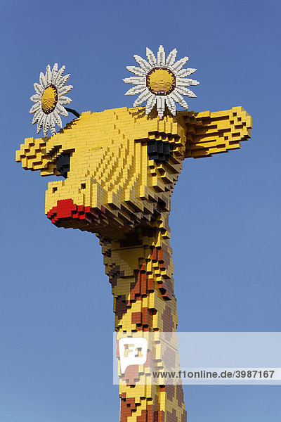 Head of a giraffe made of Lego bricks Legoland Discovery Center Duisburg inner harbor Duisburg Ruhrgebiet area North Rhine-Westphalia Germany Europe