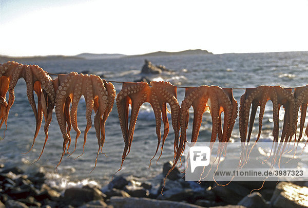 Zum Trocknen aufgehängte Tintenfische  Mykonos  Kykladen  Griecheland