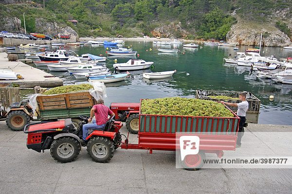 Weinbauern warten darauf  ihre Vrbnika-Zlahtina-Trauben in einer Weinkellerei verarbeiten zu können  Hafen von Vrbnik  Insel Krk  Istrien  Kroatien