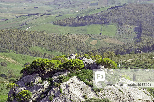 Berglandschaft  grüne Felder  Bauernhöfe  Landwirtschaft  Provinz Agrigento  Sizilien  Italien