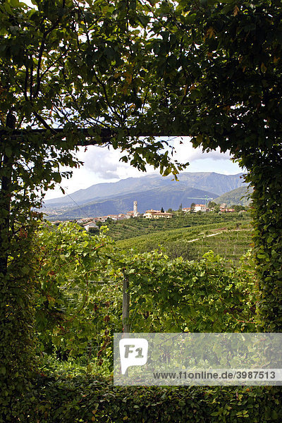 Weinberge in der St. Stefano Prosecco Weinregion  Route del Prosecco  Veneto  Italien  Europa