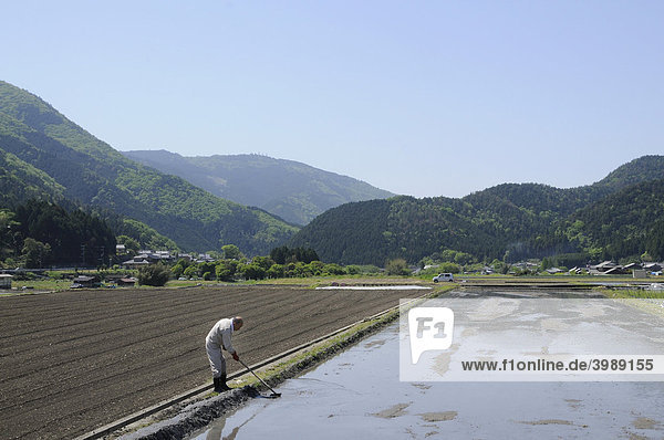 Reisfeld nach einer Flurreform  Reisbauer bessert den Damm am Reisfeld aus  Ohara bei Kyoto  Japan  Asien