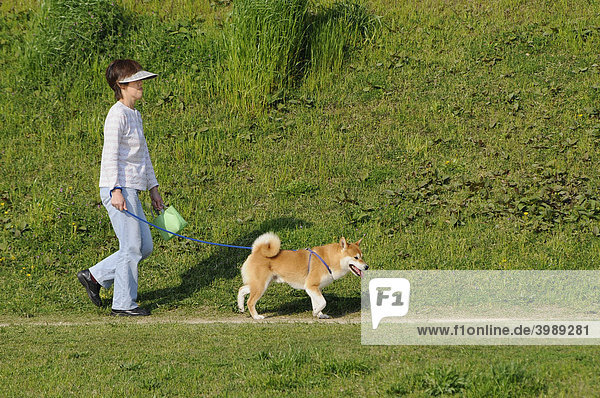 Hundeführerin mit Fäkalientasche führt einen Shiba  japanische Hunderasse  am Kamo Fluss aus  Kyoto  Japan  Asien