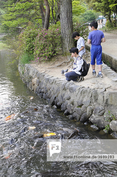 Children feed Carp (Cyprinus carpio L.)  Takaraga-ike Sea  Kyoto  Japan  Asia