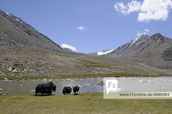 Yak (Bos mutus) 4500 AMSL  at the Khardongla pass  Leh  Ladakh  India  Himalayas  Asia