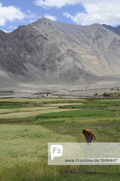 Ladakhi woman controlling the watering of a barley field  about 4000 AMSL  oasis economy in mountainous desert  Nubra Valley  Ladakh  Northern India  Jammu and Kashmir  Himalayas  Asia
