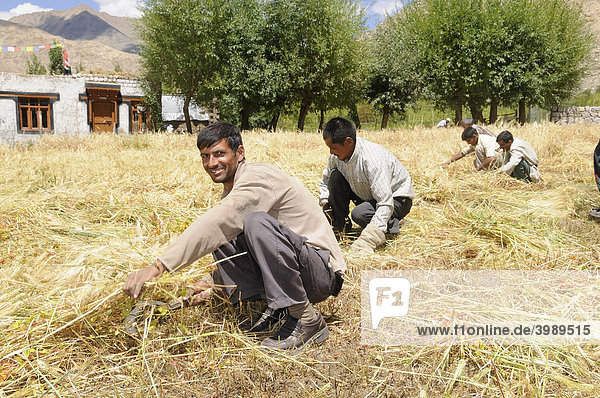 Indian men as seasonal harvest labourers  migrant workers  in Ladakhis near the Traktok monastery  Ladakh  India  Himalayas  Asia