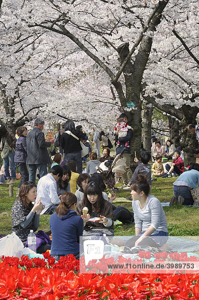 Berühmte Kirschblüte  Kirschblütenfest  im botanischen Garten in Kyoto  Japan  Asien