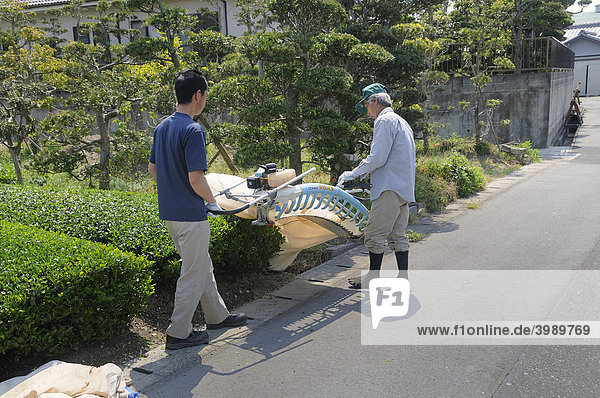 Mechanical tea harvest  cutting machine with fan and collecting bag  Sagara  Shizuoka Prefecture  Japan  Asia