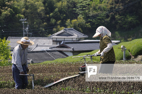 Teebauern beschneiden die Sträucher wieder auf normale Arbeitshöhe  Sagara  Shizuoka Präfektur  Japan  Asien
