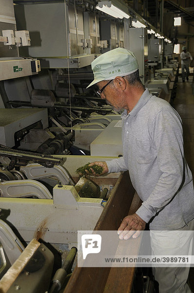 Arbeiter in Teefabrik  Teeblätter werden gedämpft und gerollt  Sagara  Shizuoka Präfektur  Japan  Asien