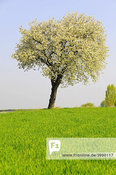 Blühender Kirschbaum (Prunus avium) auf saftig grüner Wiese  Weinviertel  Niederösterreich  Österreich  Europa