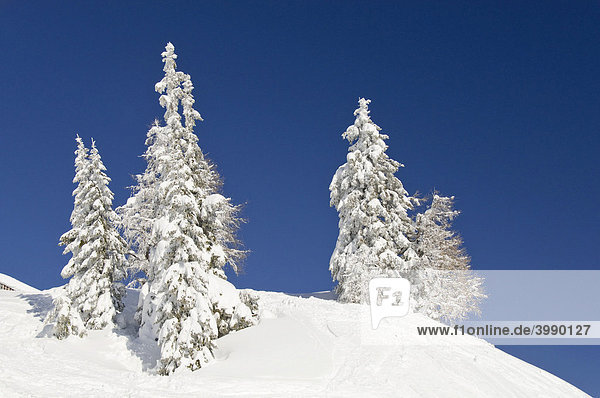 Snow-covered trees  Nassfeld  Hermagor  Carinthia  Austria  Europe