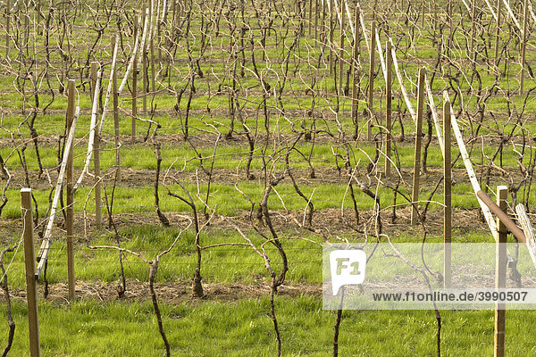 Weinberg im Frühling  Emilia Romagna  Italien  Europa