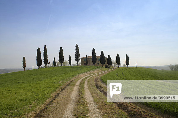 Bauernhof bei Pienza mit Zypressenreihe  Toscana  Italien  Europa