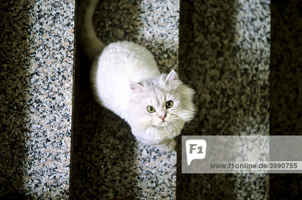 Weisse Katze auf Stufen blick hoch  Taiwan  Asien