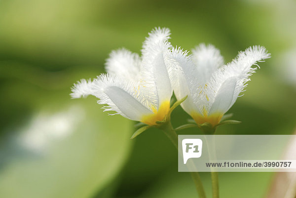 Blüten der Wasserlilie (Nymphoides coreana)  Wasserpflanze  Taiwan  Asien