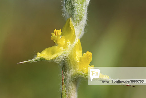 Commelina-Art (Philydrum lanuginosum)  Wasserpflanze  Taiwan  Asien