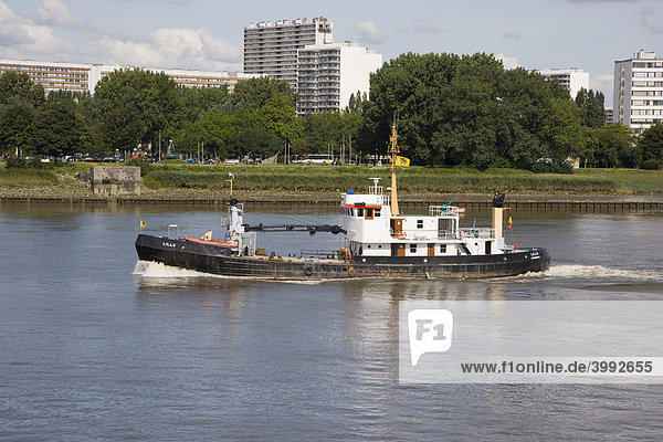 Schiff fährt auf dem Fluss Scheldt nahe des Hafens  Antwerpen  Belgien