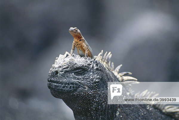 Eidechse sitzt auf Meeresechse Galapagos-Inseln Ecuador Südamerika