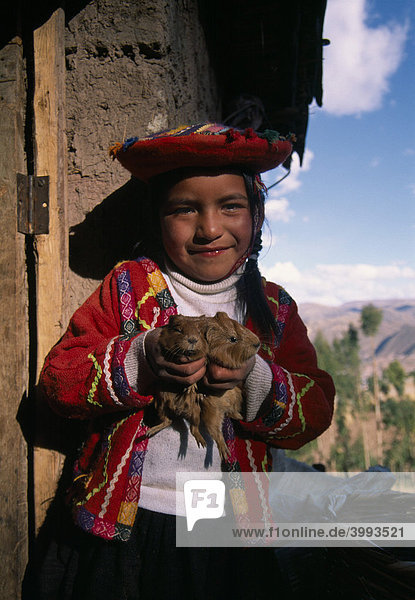 Indigena-Mädchen mit Cuy Meerschweinchen (Cavia porcellus) Cusco Peru Südamerika