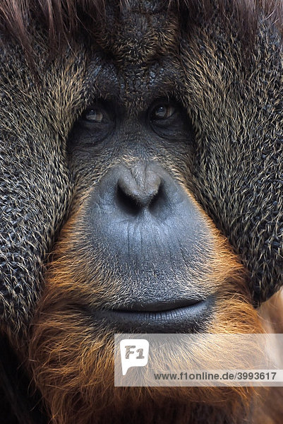 Bornean Orangutan (Pongo pygmaeus)  male with prominent cheek flaps  portrait