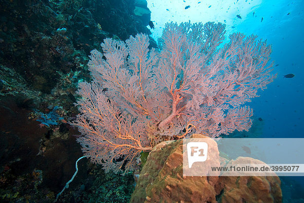 Farbenprächtiges Korallenriff mit Gorgonien (Scleraxonia)  Indonesien