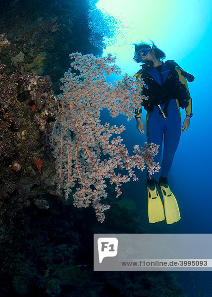 Diver behind a fan-shaped gorgonian (Scleraxonia)  Indonesia