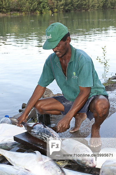 A fisherman cutting his freshly caught fish  Mahe Island  Seychelles  Indian Ocean  Africa